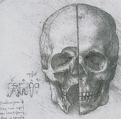  Desenho de Leonardo da Vinci de 1510 retrata a anatomia do crânio 