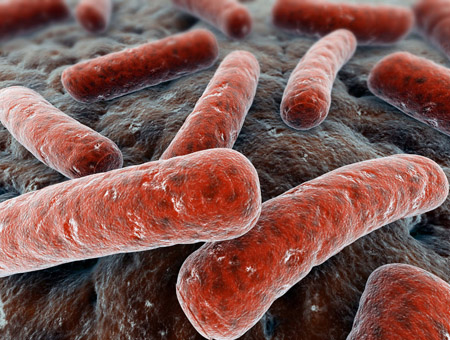  Imagem de <EM>Mycobacterium tuberculosis</EM> 