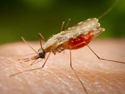  Fêmea do mosquito <EM>Anopheles darlingi</EM> 