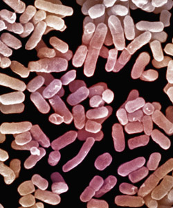  A bactéria <EM>Klebsiella pneumoniae</EM> 