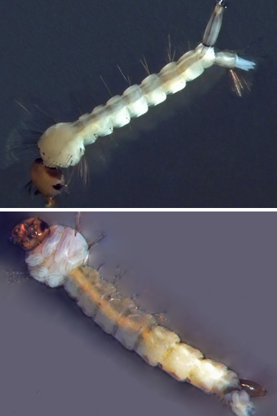  As larvas do <EM>Culex (</EM>em cima) preferem água suja, com grande quantidade de matéria orgânica em decomposição. As de<EM> A. aegypti</EM> (abaixo) não resistem em ambientes poluídos 
