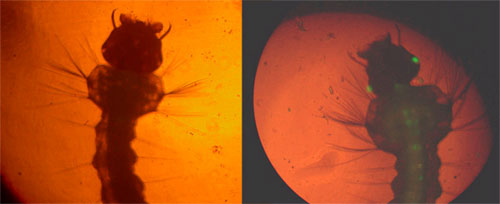  Larvas de mosquitos Aedes fluviatilis visualizadas sob microscópio com luz ultravioleta. A larva da direita é a transgênica, que além da fosfolipase A2, produz uma proteína verde fluorescente, da água viva, utilizada na pesquisa para diferenciá-las das larvas dos mosquitos não-transgênicos (esquerda) / Foto: Luciano Moreira 
