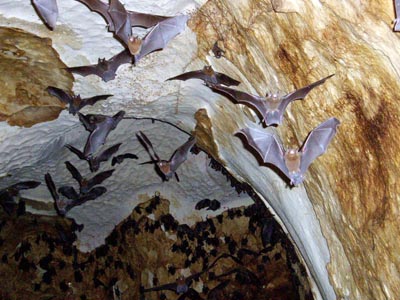  O habitat natural dos morcegos são cavernas, mas, com o desmatamento, tem sido frequente a vinda deles para áreas urbanas 
