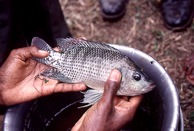 Tilápia (<EM>Oreochromis niloticus</EM>) pode ser sentinela no monitoramento ambiental (Foto: Wikipédia) 
