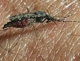 Telas tratadas com inseticida podem ser uma alternativa para o controle da malária