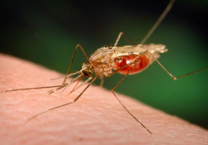  O mosquito transmissor da malária 