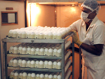  As preparações vacinais são obtidas em Biomanguinhos a partir da cepa atenuada 17D do vírus da febre amarela, cultivada em ovos embrionados de galinha livres de agentes patogênicos 