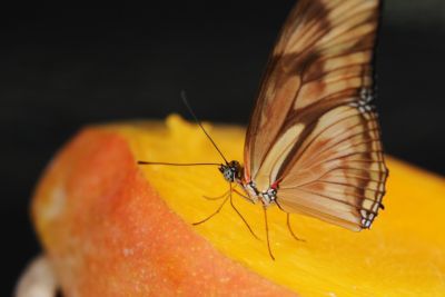  No Jardim das Borboletas, que tem 84 m² de área, o visitante encontrará quatro espécies de borboletas (Fotos: Peter Ilicciev/CCS/Fiocruz) 