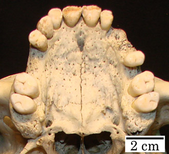  Todos os crânios tinham pelo menos 75% dos arcos dentários e pertenceram a adultos (Fotos: Museu Antropológico da Universidade de Coimbra) 