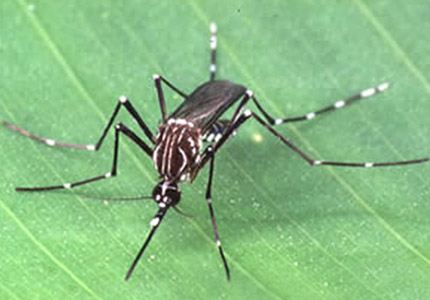  A dengue é transmitida pela fêmea do mosquito <EM>Aedes aegypti</EM> (Foto: BVS MS) 