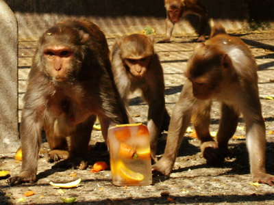  A última campanha adotada no Cecal foi recolher caixas de leite longa vida vazias para a confecção de “picolés de fruta”, com a intenção de trabalhar nos primatas estímulos gustativos e táteis 