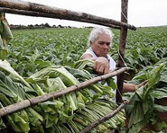 Doença da folha verde do tabaco é relatada pela primeira vez no Brasil