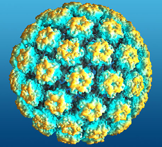  Imagem estilizada do HPV 