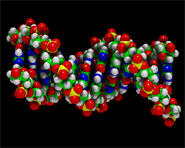 Pesquisador comenta artigo em que se especula sobre possível segundo código no DNA