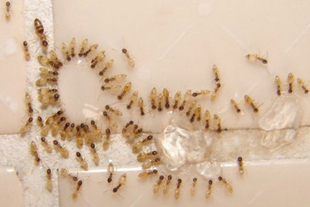  Do total de 247 amostras de formigas coletadas e semeadas, 70% das formigas pertenciam à espécie <EM>Tapinoma melanocephalum</EM> (acima) 