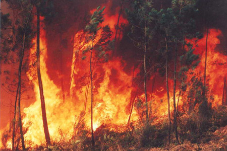  Os efeitos das queimadas sobre a saúde humana são observados em vários municípios da Amazônia, principalmente nos grupos populacionais mais vulneráveis, como crianças, idosos e pessoas com doenças respiratórias e cardiovasculares preexistentes 