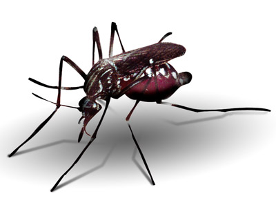  Imagem estilizada do mosquito <EM>Aedes aegypti</EM> (Arte: Guto Mesquita sobre foto de Genilton Vieira) 
