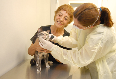  Nos gatos doentes, as manifestações clínicas da esporotricose são variadas: lesões na pele, que costumam evoluir rapidamente, e espirros frequentes são os sinais mais comuns. Foto: Peter Ilicciev. 