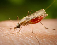 Gestantes são mais suscetíveis a desenvolver quadro grave de malária