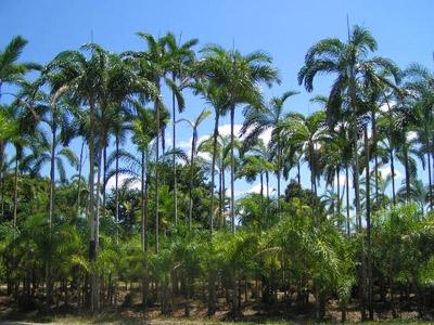  A pesquisa mostra que as palmeiras preferidas por estes barbeiros, geralmente, são as de grande porte e muito sujas (com muita matéria vegetal morta acumulada na copa) 