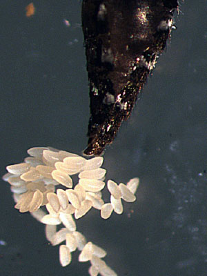  Imagem do abdome da fêmea do <EM>Aedes aegypti</EM> no momento da saída dos ovos (Foto: Acervo IOC) 