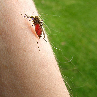  A pesquisa explica que achados do exame físico, como palidez e esplenomegalia, característicos da malária e pouco usuais na dengue, poderiam sugerir o diagnóstico de malária se associados à história de deslocamento para área endêmica 
