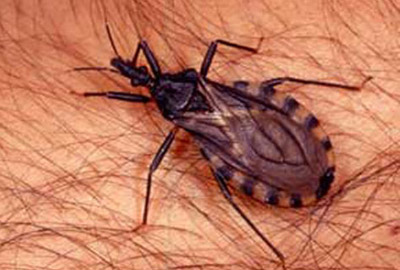  O barbeiro, transmissor da doença de Chagas 