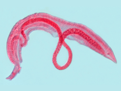 <EM> Schistosoma mansoni</EM> macho e fêmea em cópula registrados por um microscópio eletrônico. Foto: Laboratório de Helmintos Parasitos de Vertebrados. 