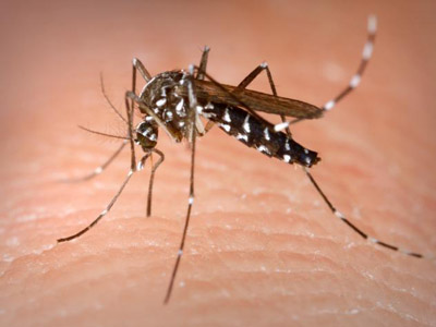  Imagem de <EM>Aedes albopictus</EM> 