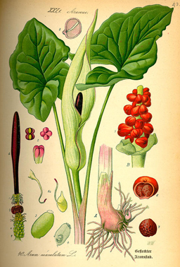  Uma das ilustrações que acompanham o tratado sobre oftalmologia mais antigo do Ocidente. A legenda original diz: <EM>Arum maculatum</EM> (Araceae) 