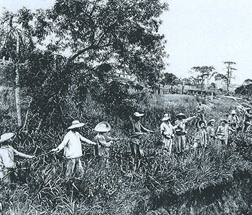  Engenheiros restabelecem linha telegráfica da estrada de ferro entre Camboinhas (SC) e União da Vitória (PR), durante a Guerra do Contestado (1914-1915). O tema é foco de um artigo da revista 