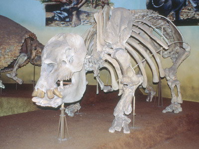 toxodon skeleton