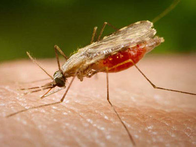  O mosquito transmissor da malária 