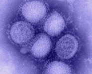 Acordo inédito beneficia países pobres em caso de pandemias de gripe