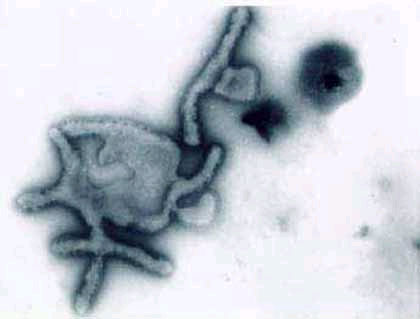  Imagem de um vírus influenza 