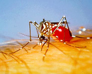 Estudo aponta que mosquito Aedes aegypti infectado vive menos