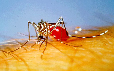  O estudo optou por observar fêmeas do <EM>A. aegypti</EM> porque apenas elas realizam alimentação com sangue, atuando portanto na transmissão da dengue 