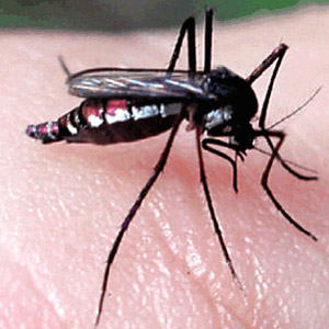  O mosquito <EM>Hg. janthinomys</EM>, considerado o principal vetor da febre amarela no Brasil 