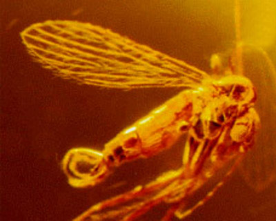  Foto de <EM>Pintomyia falcaorum</EM> 