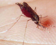 Estudo pioneiro analisou aspectos da imunidade entre o mosquito transmissor da malária e o parasito