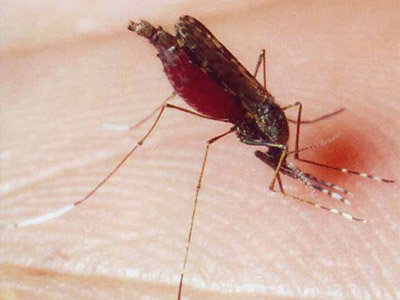  <EM>Anopheles aquasalis</EM>, principal vetor da malária nas regiões litorâneas do Brasil 