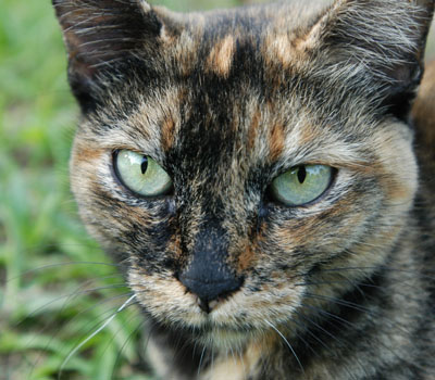  Do grupo acompanhado pelo estudo, os criadores de gatos têm aproximadamente três vezes mais probabilidade de apresentar sorologia positiva para <EM>Bartonella sp. </EM>(Foto: Peter Ilicciev) 