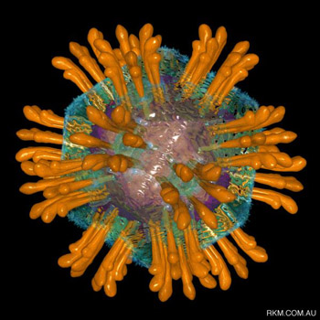  O vírus da hepatite C 
