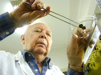  Lobato examina caramujos, no Laboratório de Malacologia (Foto: Peter Ilicciev) 