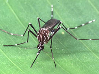  "O mosquito não conhece fronteiras, por isso é preciso aprender como ele se comporta na América para definir uma estratégia de combate", disse uma das pesquisadoras que participam da rede 