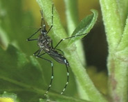 Pesquisa mostra os efeitos da resistência a inseticidas no mosquito da dengue