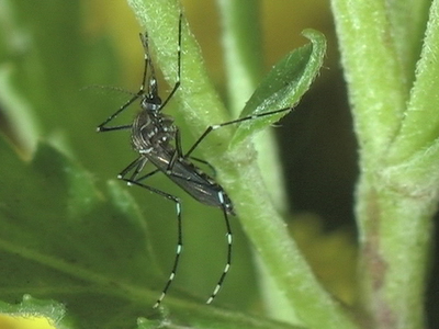  Pesquisador alerta que a forma mais eficaz de diminuir a proliferação do Aedes é por meio da eliminação dos criadouros, e não pela utilização de inseticidas 