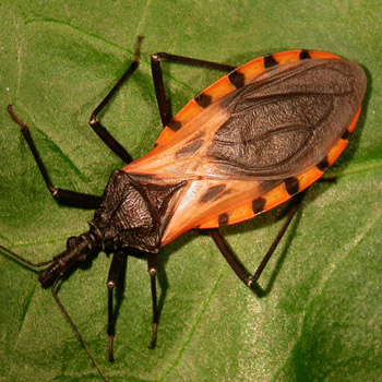  O <EM>Triatoma dimidiata</EM>, um dos responsáveis pela transmissão da doença de Chagas 