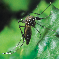  O vetor da dengue, o mosquito <EM>Aedes aegypti</EM>, em foto publicada na capa da atual edição da revista (Foto: Genílton Vieira) 