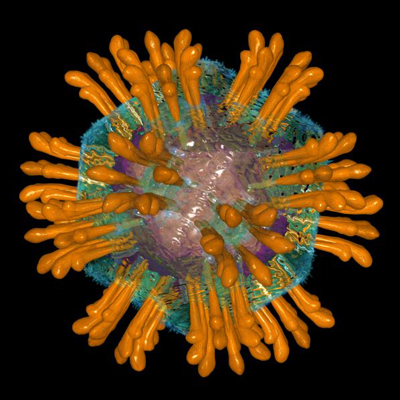  Imagem estilizada do vírus da hepatite C (Foto: Departamento de Saúde de Nova Gales do Sul/Austrália) 